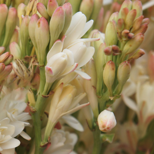 Polianthes tuberosa - Tuberose essential oil 