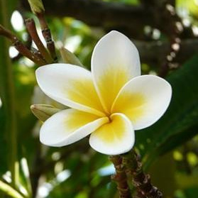 Plumeria rubra oil 1kg /1L OR above