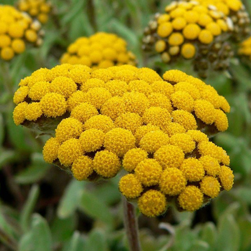 Helichrysum italicum oil 1kg/1L OR above