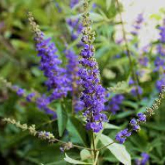 Vitex Agnus Castus - Chaste Tree Berries essential oil