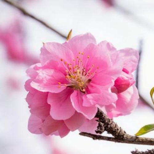 Prunus persica oil 1kg/1L OR above
