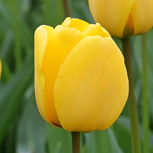 Tulipa gesneriana oil 1kg /1L OR above