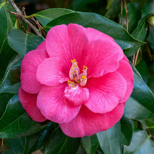 Camellia japonica oil 1kg/1L OR above