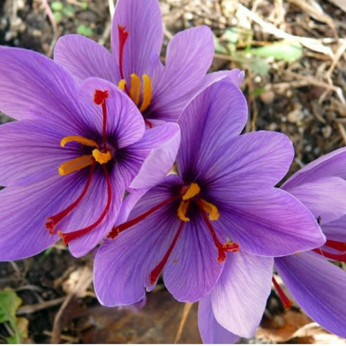 Crocus sativus oil 1kg/1L OR above