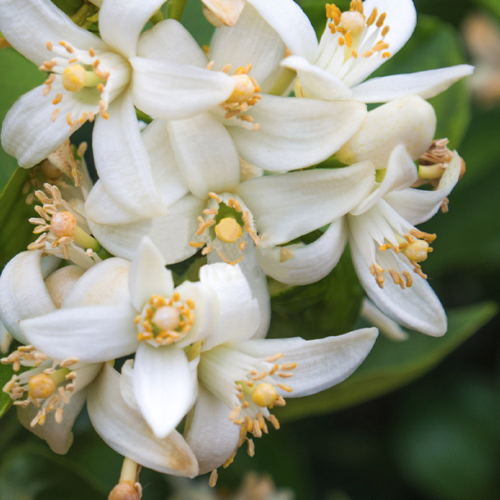 Citrus aurantium  - Neroli Tunisia essential oil