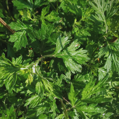 Artemisia lavandulaefolia - Lavender- Leaved Mugwort essential oil