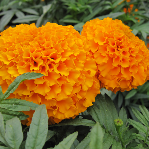 Tagetes erecta oil 1kg/1L OR above