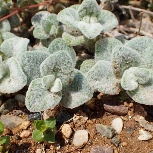 Origanum Dictamnus - Dittany essential oil 