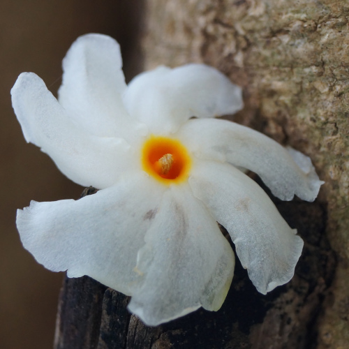 Nyctanthes arbor-tristiis - Night Blooming Jasmine (Absolute) 