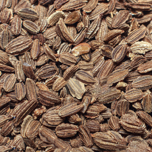 Daucus carota - Carrot Seed (Absolute) 