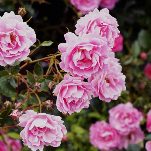 Rosa × damascena oil 1kg/1L OR above