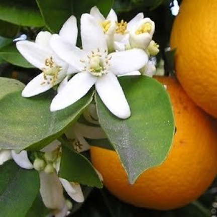 Citrus aurantium oil 1kg/1L OR above