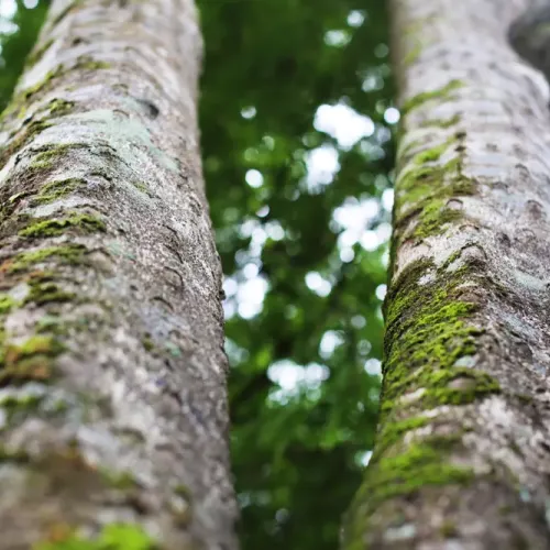 Aquilaria malaccensis - Burmese Oud