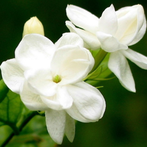 Jasminum sambac oil 1kg/1L OR above 