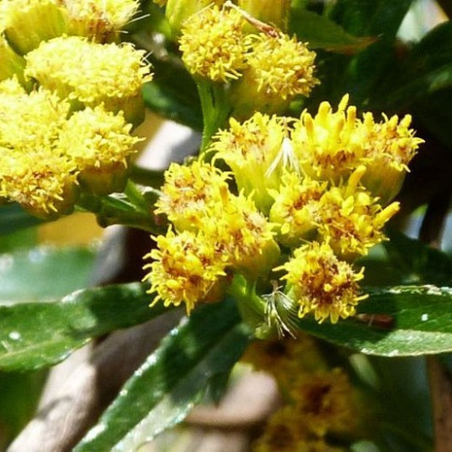 Psiadia Altissima - Lary essential oil