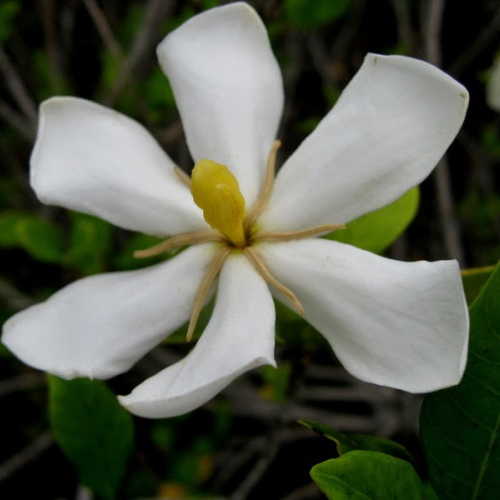 Gardenia jasminoides oil 1kg/1L OR above