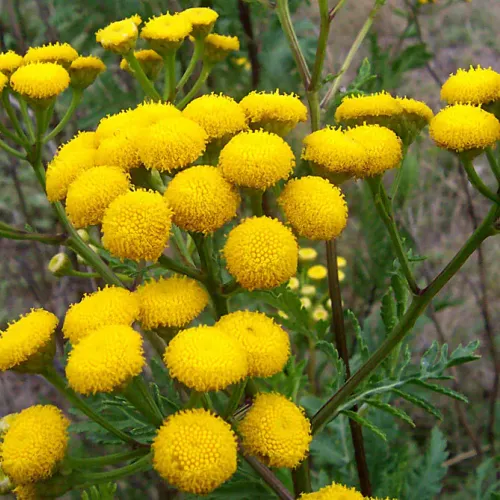 Tanacetum annuum oil 1kg/1L OR above